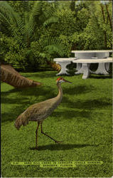 Sand Hill Crane In Sarasota Jungle Gardens Florida Birds Postcard Postcard