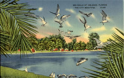 Sea Gulls Postcard