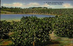 A Large Grapefruit Grov Postcard
