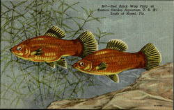 Red Black Wag Platy at Eastern Garden Aquarium, U.S.Hwy.#1 Five Miles South of Miami, FL Postcard Postcard