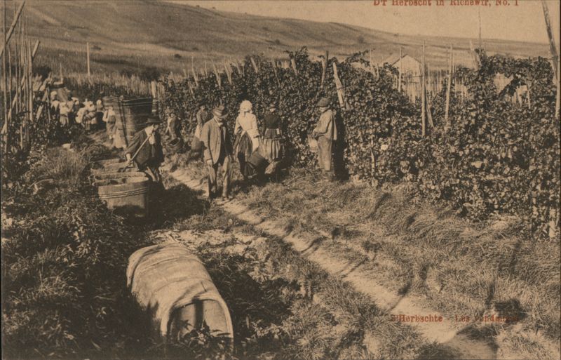 Grape Harvest in Richewihr, Alsace, France