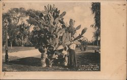 A Productive Cactus Plant, San Jose, CA Postcard