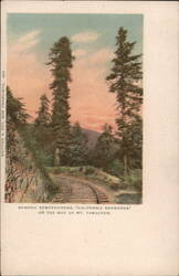 Sequoia Sempervirens (California Redwoods) on Mt. Tamalpais Postcard