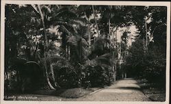s Lands Plantentuin Postcard