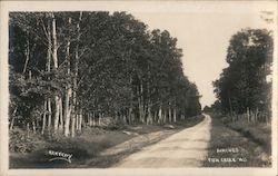 Birches Postcard