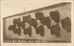 Bison Heads Postcard