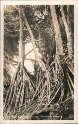 Hala Trees - Pandanus tectorius Hawaii Postcard Postcard Postcard