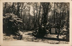 Hawaii National Park Postcard