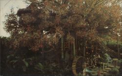 Swiss Family Treehouse, Disneyland Postcard