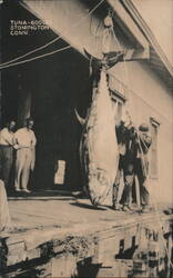 Giant Tuna on Scales, Stonington, CT Postcard
