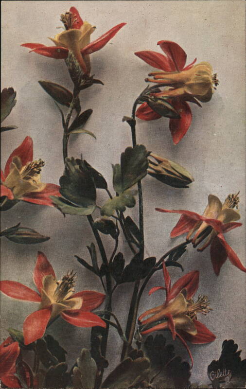 Rocky Mountain Wildflowers: Columbine