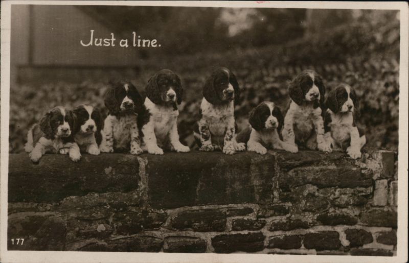 Seven Springer Spaniel Puppies Dogs