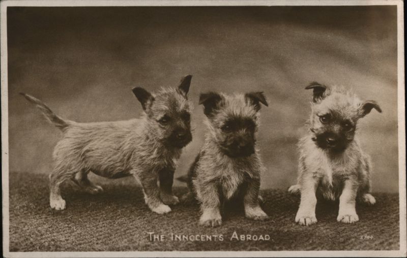 Three Cairn Terrier Puppies Scottish Terriers