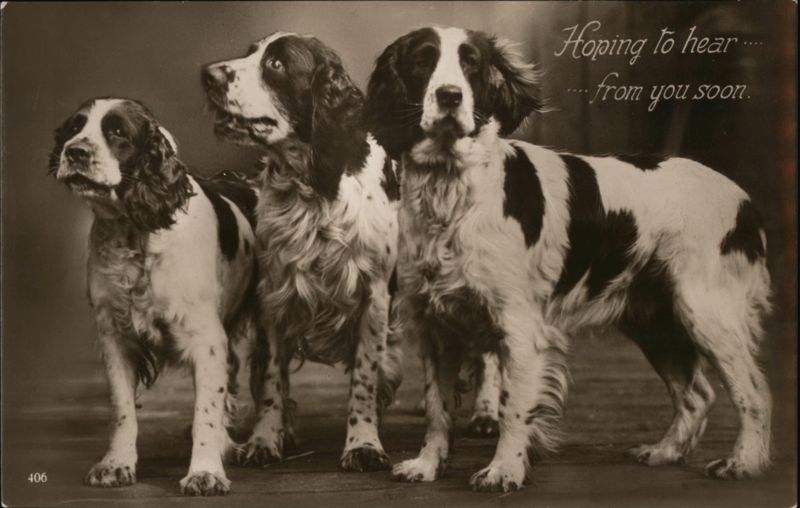 Hoping to Hear... from You Soon - Three Springer Spaniels