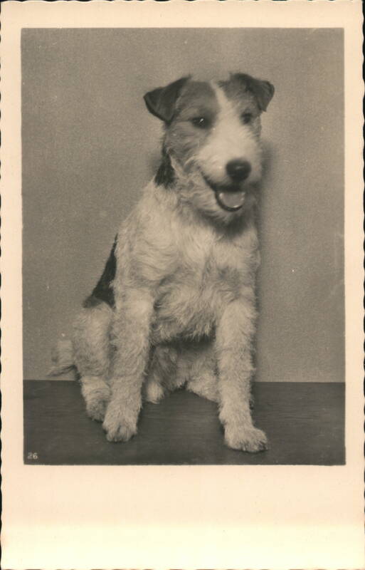 Wire Fox Terrier Dog Dogs