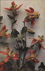 Rocky Mountain Wildflowers: Columbine Postcard