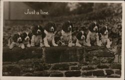 Seven Springer Spaniel Puppies Postcard
