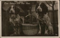 Two Dogs and a Cat Postcard