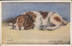 Springer Spaniel Dog Postcard
