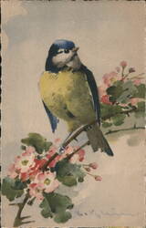 Vintage Postcard - Blue Tit Bird on Flowering Branch Postcard