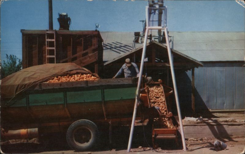 Kern County Potatoes Being Unloaded Ray Foster Farming