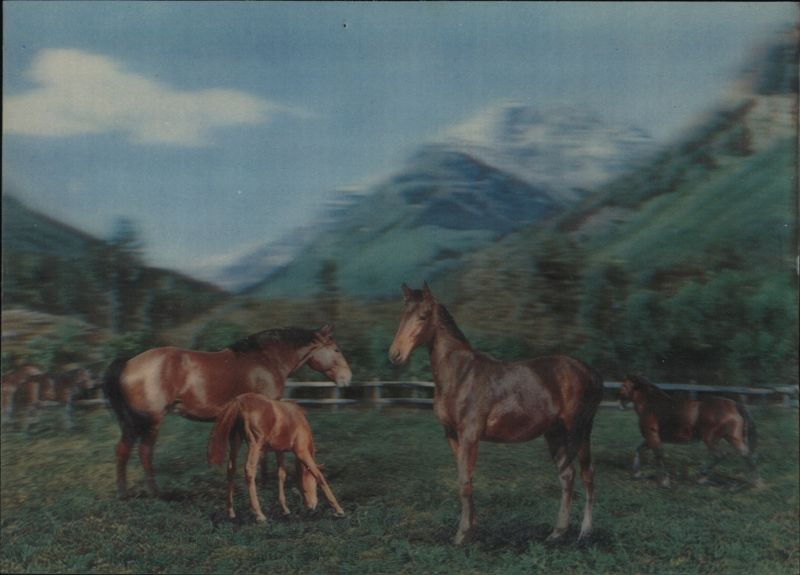 Horses in Mountain Pasture 3D (Lenticular)