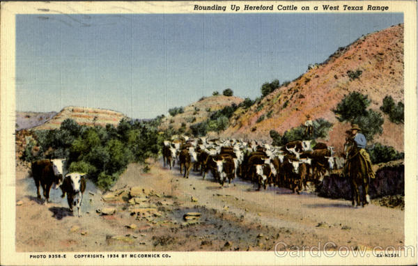 Rounding Up Hereford Cattle on a West texas Range Cowboy Western