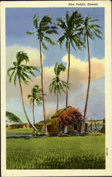 Rice Paddy Scenic, HI Postcard Postcard