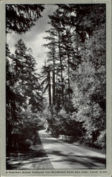 A Highway Scene Through The Redwoods, Near San Jose Postcard