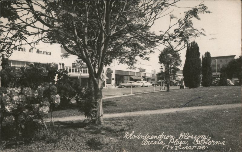 Rhododendron Blossoms, Arcata Plaza California
