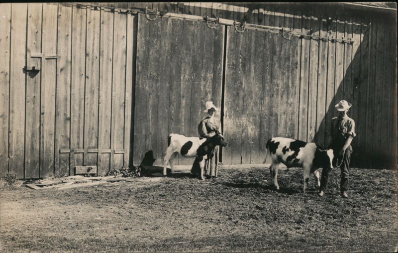 Man and Woman with Two Calves Cows & Cattle