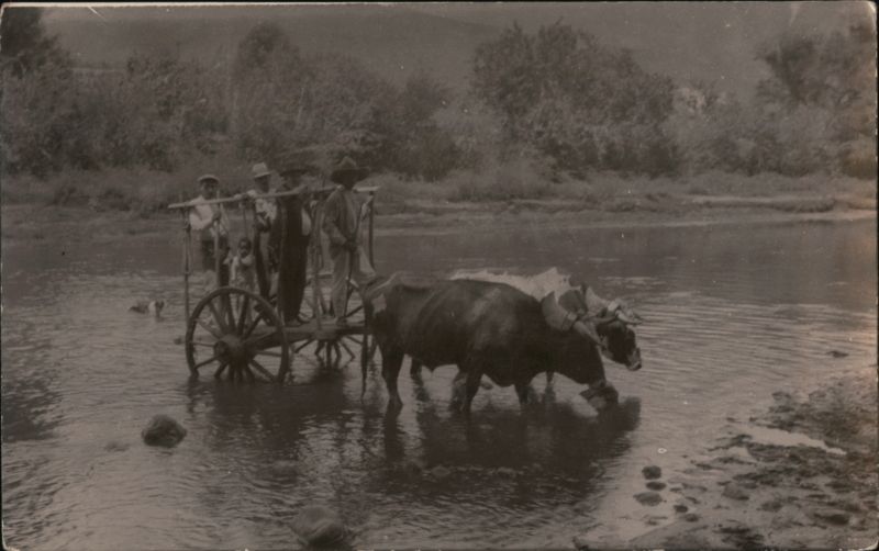 Oxen Pulling Cart Through River Sin Mexico Cows & Cattle