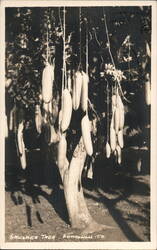 Sausage Tree, Honolulu Postcard