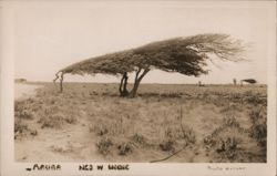 Aruba, Ned. W. Indie Postcard