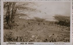 Aruba, Netherlands Antilles Postcard