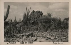 Aruba, Ned. W. Indie Postcard