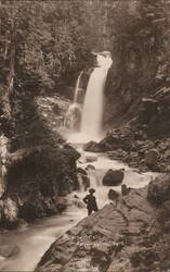 Carter Falls, Rainier National Park Postcard