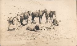 Men Resting with Horses Postcard