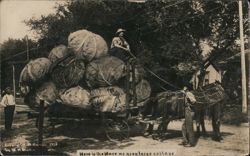 Here is the Place We Grow Large Cabbage Postcard