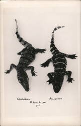 Crocodile and Alligator Postcard