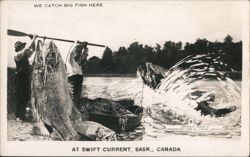 We Catch Big Fish Here Postcard