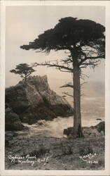 Cypress Point, Monterey, Calif. Postcard