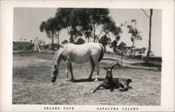 Inland Tour, Catalina Island Postcard