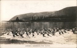 Caribou Swimming the Yukon Postcard