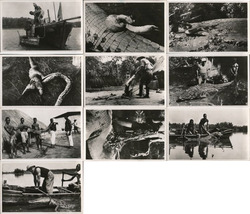Set of 10: Snake Hunters Postcard