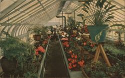 International Kitchen Greenhouse, Niles, CA Postcard