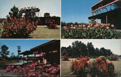 South of the Border Motel and Gardens, SC Postcard