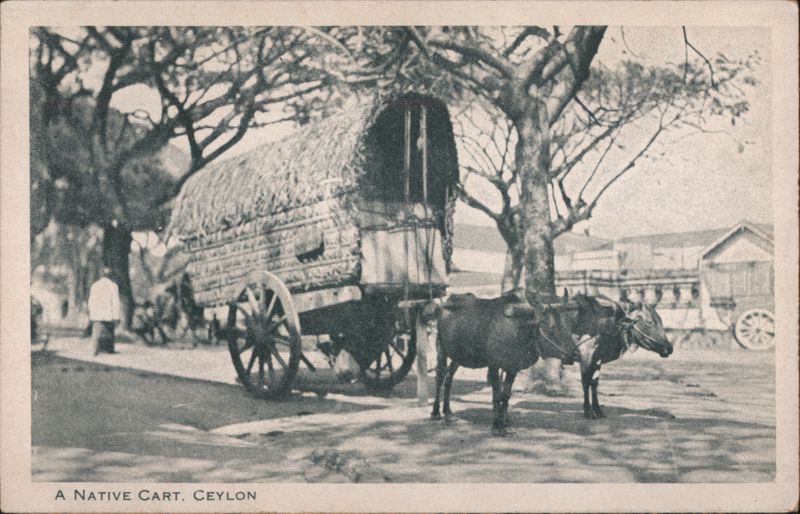 Native Cart Pulled by Oxen, Ceylon Sri Lanka Southeast Asia