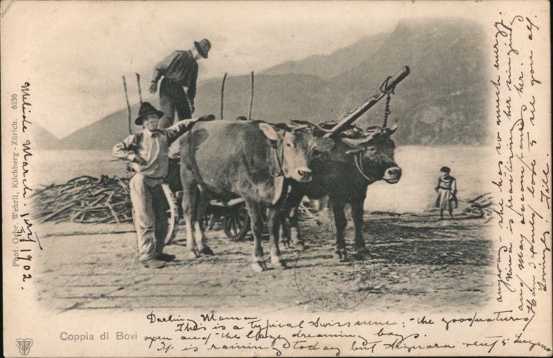 Pair of Oxen (Coppia di Bovi) with Men and Cart, Lugano Switzerland