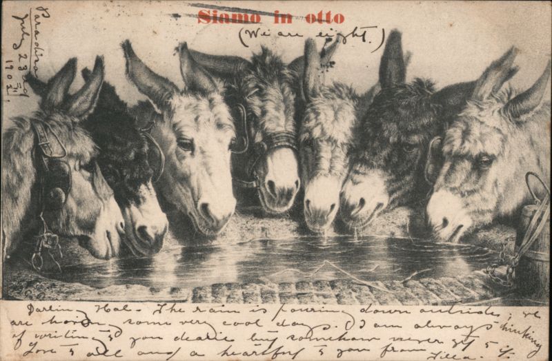 Six Donkeys Drinking Water from Trough, Siamo in otto